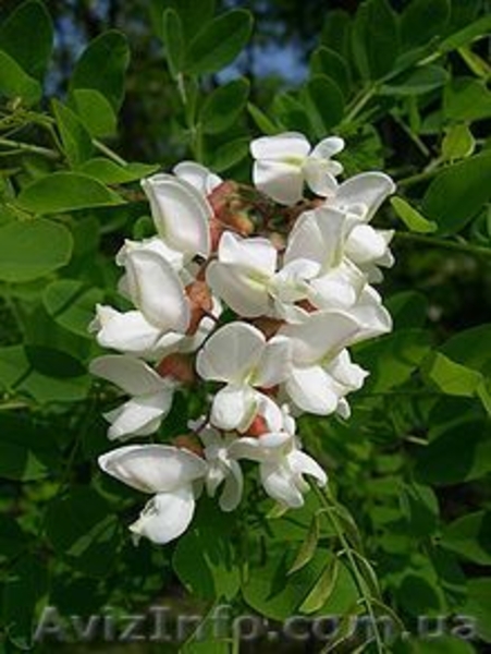 Саженцы акации: «Фризия», лиловая, спиральная Тортуоза, ленкоранская, Софора  - <ro>Изображение</ro><ru>Изображение</ru> #5, <ru>Объявление</ru> #457057