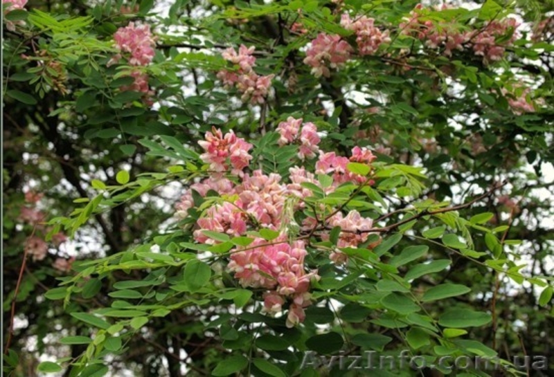 Саженцы акации: «Фризия», лиловая, спиральная Тортуоза, ленкоранская, Софора  - <ro>Изображение</ro><ru>Изображение</ru> #6, <ru>Объявление</ru> #457057