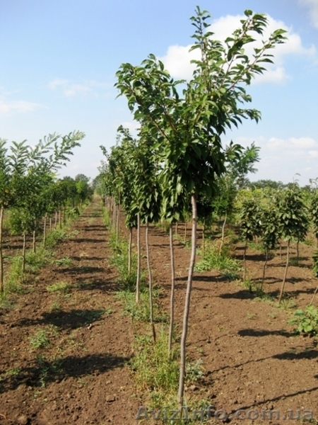Саженцы: сакура (слива мелкопильчатая ) «Канзан»  «Роял Бургунд» «Аманогава»  - <ro>Изображение</ro><ru>Изображение</ru> #3, <ru>Объявление</ru> #457072