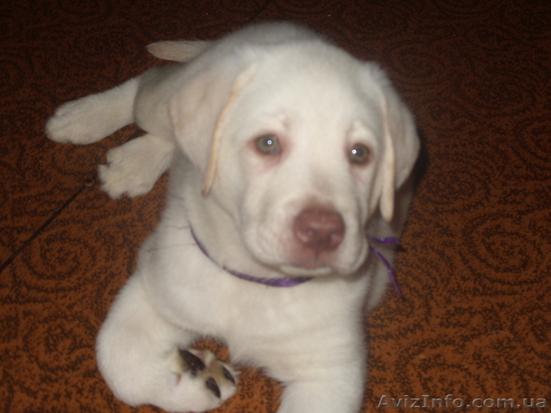 Щенки лабрадор-ретривера - <ro>Изображение</ro><ru>Изображение</ru> #5, <ru>Объявление</ru> #458276
