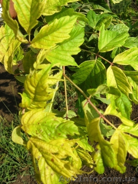 Саженцы клёна: леопольди, фламинго, одессанум, друммонди, Кримсон Кинг - <ro>Изображение</ro><ru>Изображение</ru> #6, <ru>Объявление</ru> #457066