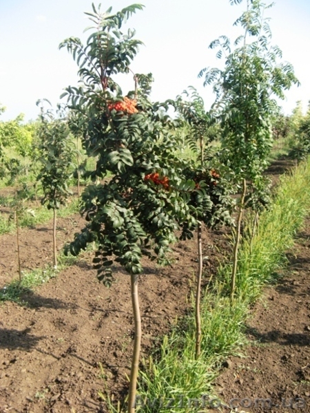 Рябина обыкновенная, армянская, Тюрингская (дуболистная), фастигиата,  - <ro>Изображение</ro><ru>Изображение</ru> #4, <ru>Объявление</ru> #457068