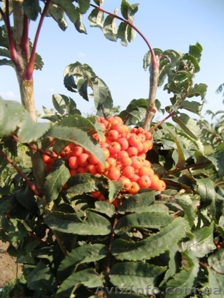 Рябина обыкновенная, армянская, Тюрингская (дуболистная), фастигиата,  - <ro>Изображение</ro><ru>Изображение</ru> #5, <ru>Объявление</ru> #457068