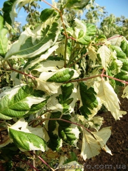 Саженцы клёна: леопольди, фламинго, одессанум, друммонди, Кримсон Кинг - <ro>Изображение</ro><ru>Изображение</ru> #5, <ru>Объявление</ru> #457066