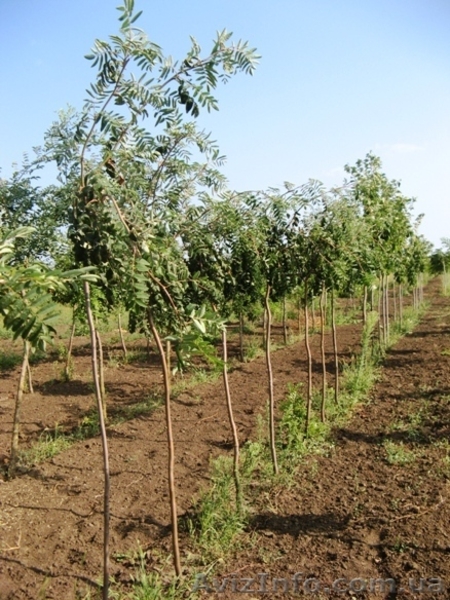 Рябина обыкновенная, армянская, Тюрингская (дуболистная), фастигиата,  - <ro>Изображение</ro><ru>Изображение</ru> #6, <ru>Объявление</ru> #457068