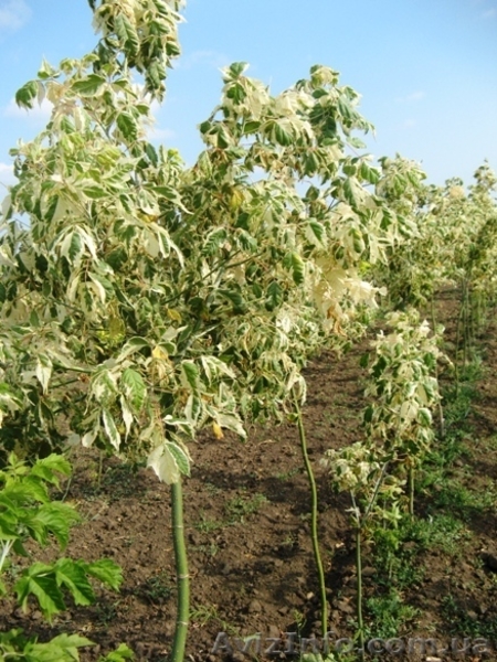 Саженцы клёна: леопольди, фламинго, одессанум, друммонди, Кримсон Кинг - <ro>Изображение</ro><ru>Изображение</ru> #7, <ru>Объявление</ru> #457066