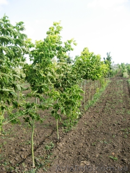 Саженцы клёна: леопольди, фламинго, одессанум, друммонди, Кримсон Кинг - <ro>Изображение</ro><ru>Изображение</ru> #8, <ru>Объявление</ru> #457066