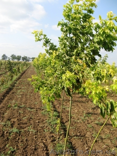 Саженцы клёна: леопольди, фламинго, одессанум, друммонди, Кримсон Кинг - <ro>Изображение</ro><ru>Изображение</ru> #9, <ru>Объявление</ru> #457066