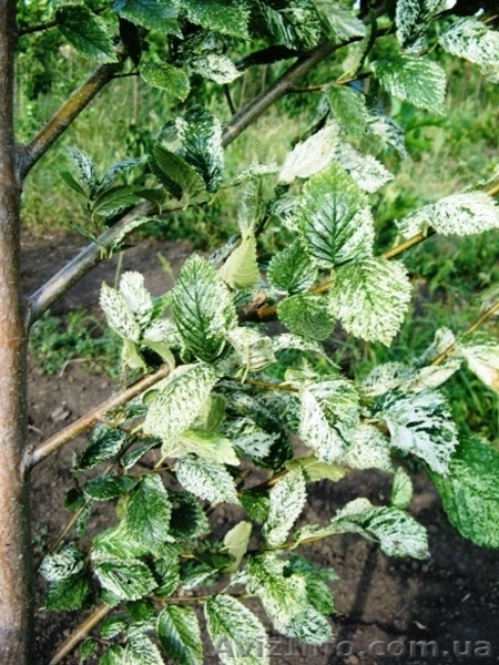 Саженцы: Вяз пёстролистный, курчавый пирамидальный, широколистный, «Пендуля» - <ro>Изображение</ro><ru>Изображение</ru> #4, <ru>Объявление</ru> #457059