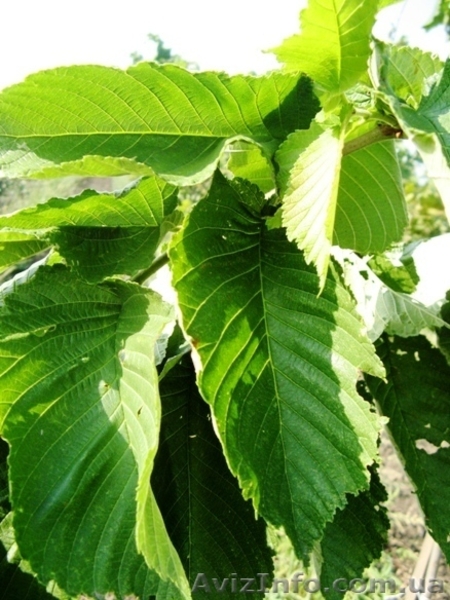 Саженцы: Вяз пёстролистный, курчавый пирамидальный, широколистный, «Пендуля» - <ro>Изображение</ro><ru>Изображение</ru> #5, <ru>Объявление</ru> #457059