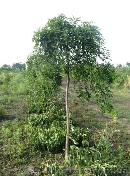 Саженцы акации: «Фризия», лиловая, спиральная Тортуоза, ленкоранская, Софора  - <ro>Изображение</ro><ru>Изображение</ru> #7, <ru>Объявление</ru> #457057