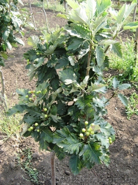 Рябина обыкновенная, армянская, Тюрингская (дуболистная), фастигиата,  - <ro>Изображение</ro><ru>Изображение</ru> #3, <ru>Объявление</ru> #457068