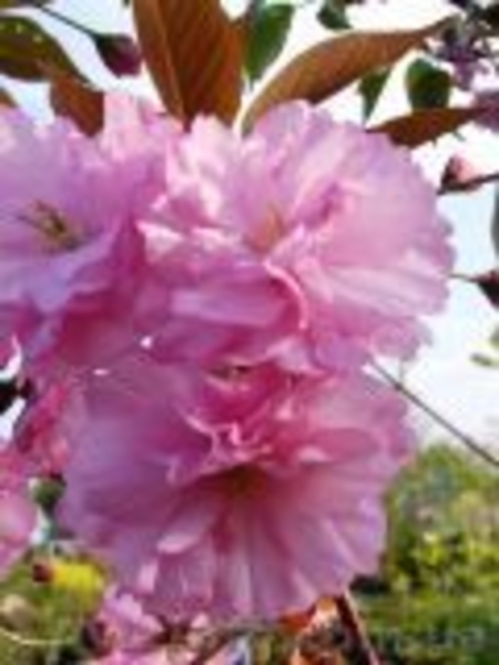 Саженцы: сакура (слива мелкопильчатая ) «Канзан»  «Роял Бургунд» «Аманогава»  - <ro>Изображение</ro><ru>Изображение</ru> #4, <ru>Объявление</ru> #457072