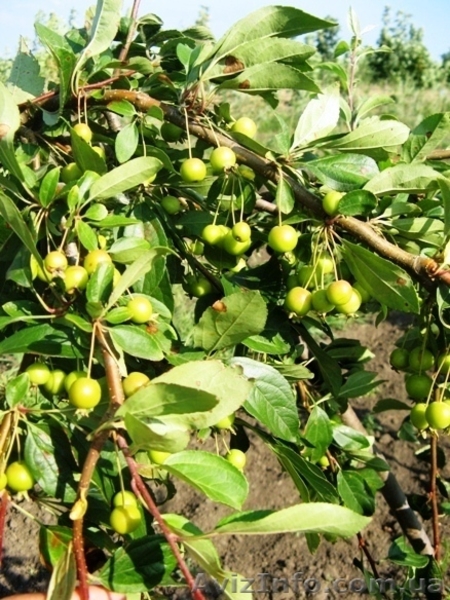 Саженцы: яблоня ягодная декоративная (райская). - <ro>Изображение</ro><ru>Изображение</ru> #3, <ru>Объявление</ru> #457075