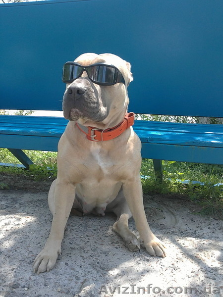 Породистые щенки Американского стаффордширского терьера редких окрасов. - <ro>Изображение</ro><ru>Изображение</ru> #6, <ru>Объявление</ru> #505414