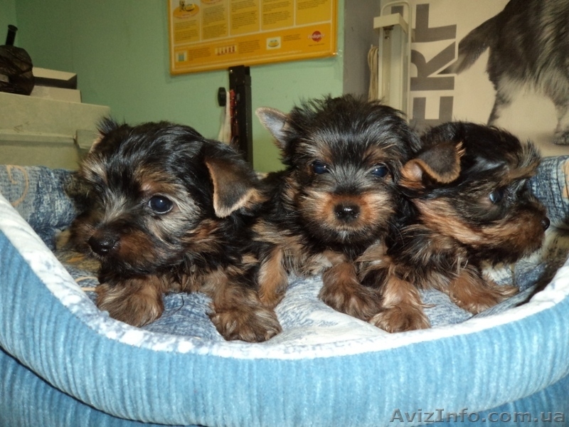 Продажа йоркширских терьеров недорого в Одессе от 3000 грн - <ro>Изображение</ro><ru>Изображение</ru> #3, <ru>Объявление</ru> #486059