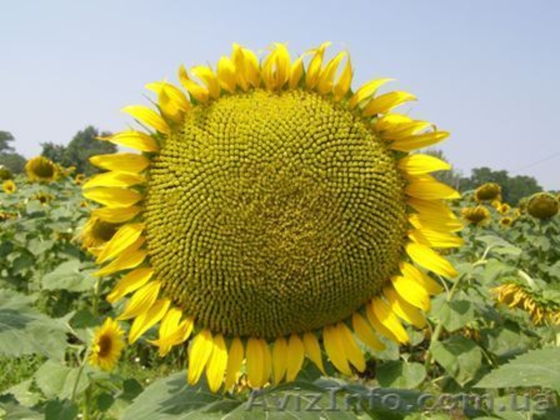 Cемена подсолнечника и кукурузы сербской селекции, СЗР от ведущих производителей - <ro>Изображение</ro><ru>Изображение</ru> #3, <ru>Объявление</ru> #497562