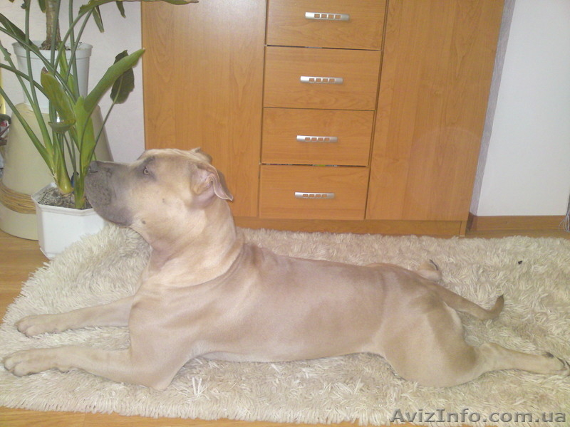 Породистые щенки Американского стаффордширского терьера редких окрасов. - <ro>Изображение</ro><ru>Изображение</ru> #8, <ru>Объявление</ru> #505414