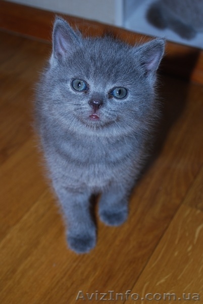 Британские котята - плюшевые красавцы! - <ro>Изображение</ro><ru>Изображение</ru> #3, <ru>Объявление</ru> #501523