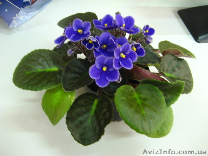 Фиалки цветущие - <ro>Изображение</ro><ru>Изображение</ru> #3, <ru>Объявление</ru> #517110
