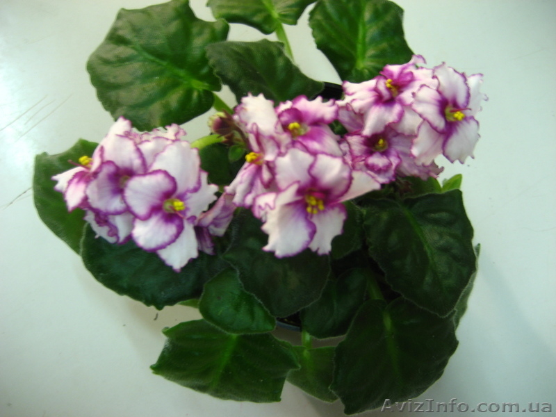 Фиалки цветущие - <ro>Изображение</ro><ru>Изображение</ru> #4, <ru>Объявление</ru> #517110