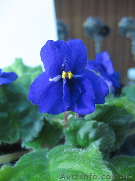 Фиалки цветущие - <ro>Изображение</ro><ru>Изображение</ru> #5, <ru>Объявление</ru> #517110
