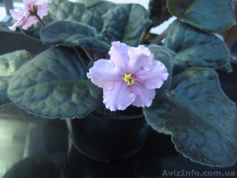 Фиалки цветущие - <ro>Изображение</ro><ru>Изображение</ru> #6, <ru>Объявление</ru> #517110