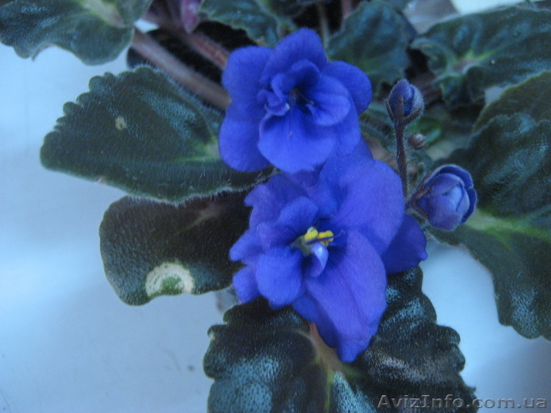 Фиалки цветущие - <ro>Изображение</ro><ru>Изображение</ru> #7, <ru>Объявление</ru> #517110