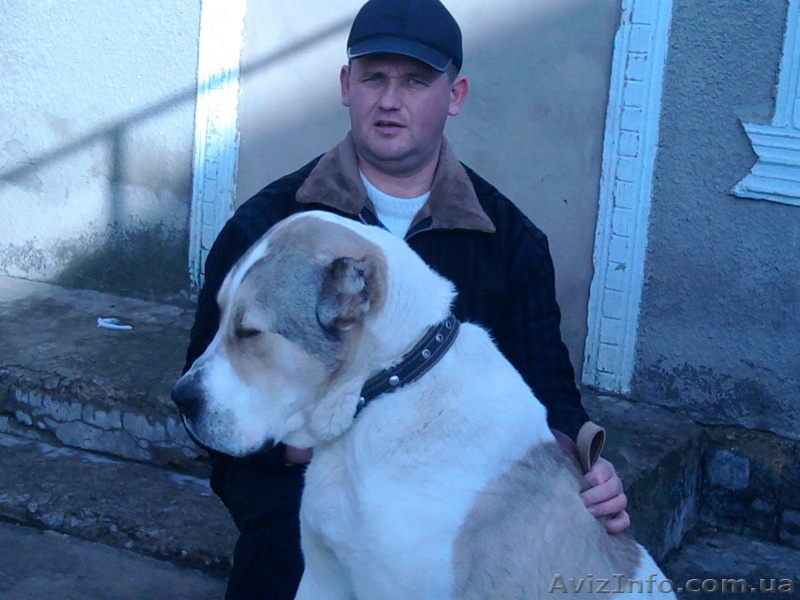 продается молодой кобель САО - <ro>Изображение</ro><ru>Изображение</ru> #3, <ru>Объявление</ru> #496968