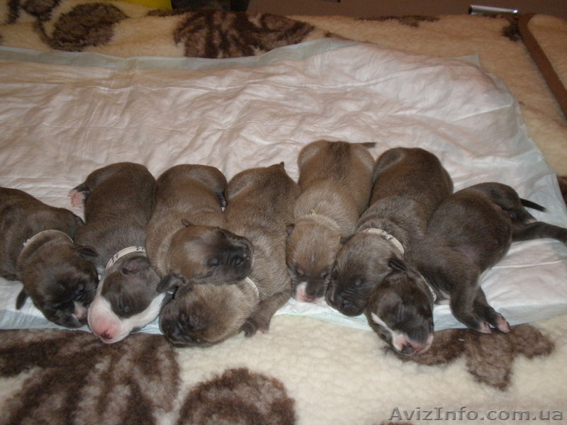 Породистые щенки Американского стаффордширского терьера редких окрасов. - <ro>Изображение</ro><ru>Изображение</ru> #5, <ru>Объявление</ru> #505414