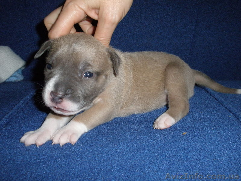 Породистые щенки Американского стаффордширского терьера редких окрасов. - <ro>Изображение</ro><ru>Изображение</ru> #3, <ru>Объявление</ru> #505414