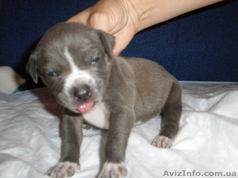 Породистые щенки Американского стаффордширского терьера редких окрасов. - <ro>Изображение</ro><ru>Изображение</ru> #4, <ru>Объявление</ru> #505414