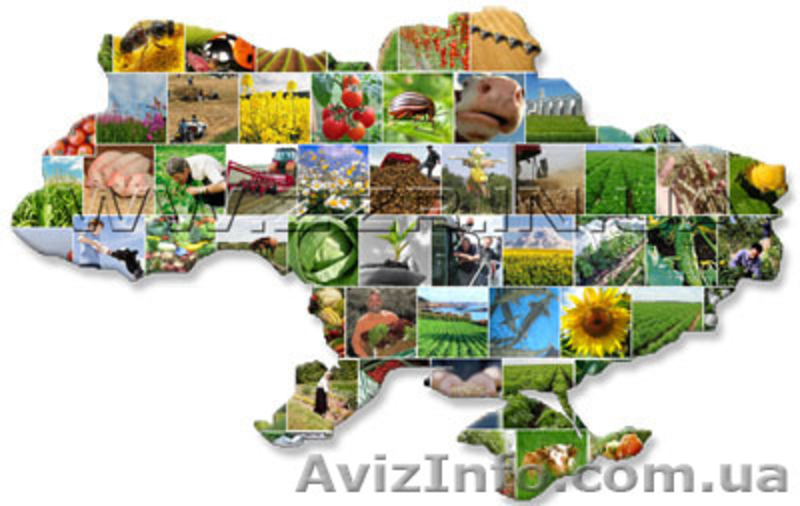 Cемена подсолнечника и кукурузы сербской селекции, СЗР от ведущих производителей - <ro>Изображение</ro><ru>Изображение</ru> #5, <ru>Объявление</ru> #497562