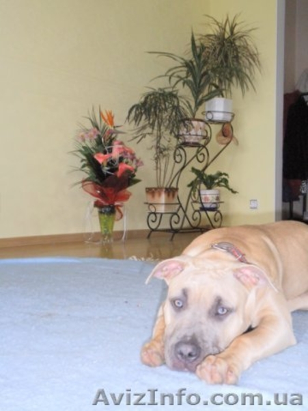 Породистые щенки Американского стаффордширского терьера редких окрасов. - <ro>Изображение</ro><ru>Изображение</ru> #9, <ru>Объявление</ru> #505414