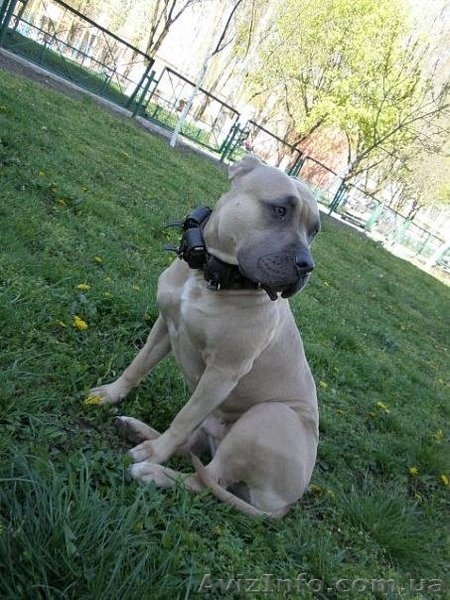 Породистые щенки Американского стаффордширского терьера редких окрасов. - <ro>Изображение</ro><ru>Изображение</ru> #7, <ru>Объявление</ru> #505414