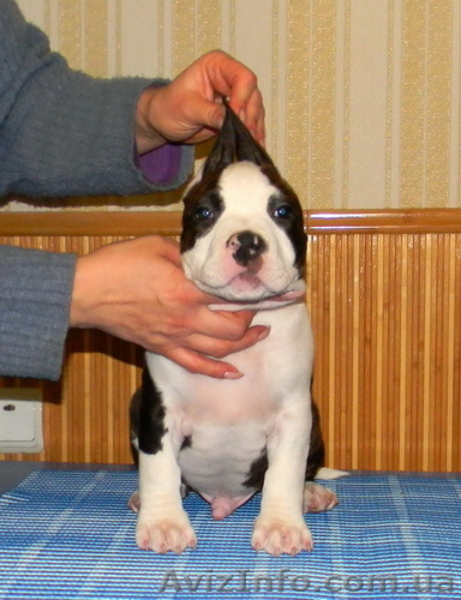 Элитные щенки американского стаффордширского терьера - <ro>Изображение</ro><ru>Изображение</ru> #3, <ru>Объявление</ru> #186689