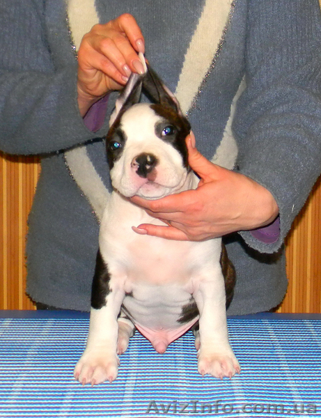 Элитные щенки американского стаффордширского терьера - <ro>Изображение</ro><ru>Изображение</ru> #4, <ru>Объявление</ru> #186689