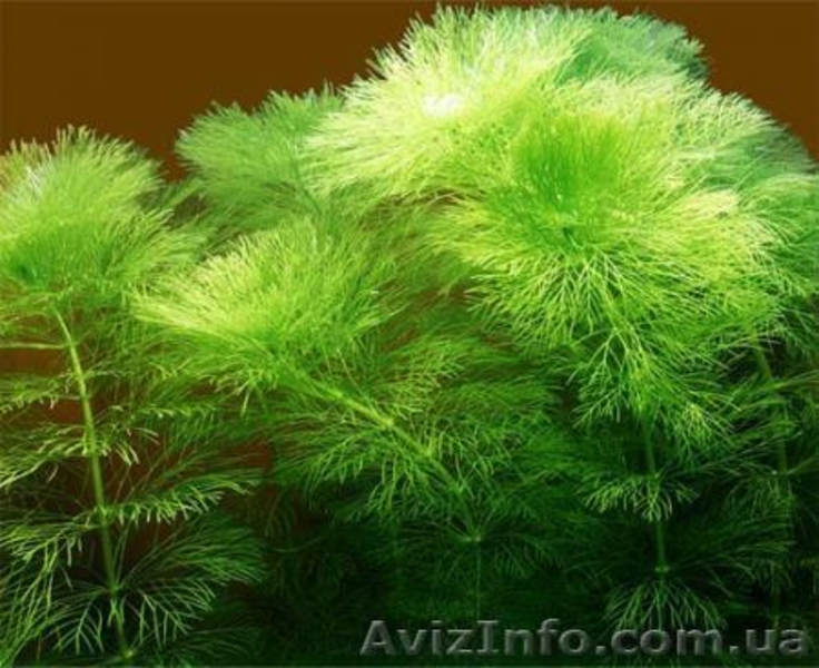 Продам аквариумные растения - <ro>Изображение</ro><ru>Изображение</ru> #3, <ru>Объявление</ru> #551692