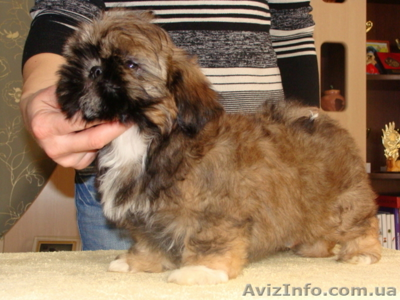 ши-тцу щенки из питомника, Беларусь - <ro>Изображение</ro><ru>Изображение</ru> #3, <ru>Объявление</ru> #534588