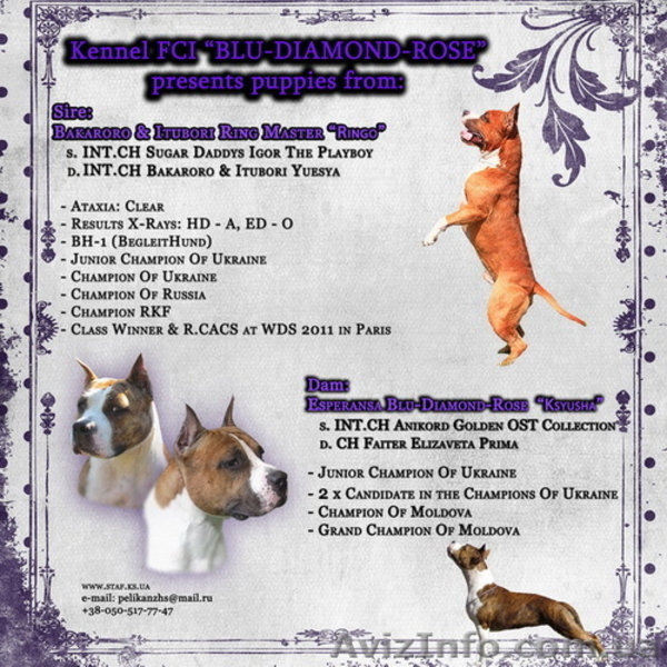 Щенок АМ.СТАФФА - НЕ ДОРОГО! - <ro>Изображение</ro><ru>Изображение</ru> #5, <ru>Объявление</ru> #242448