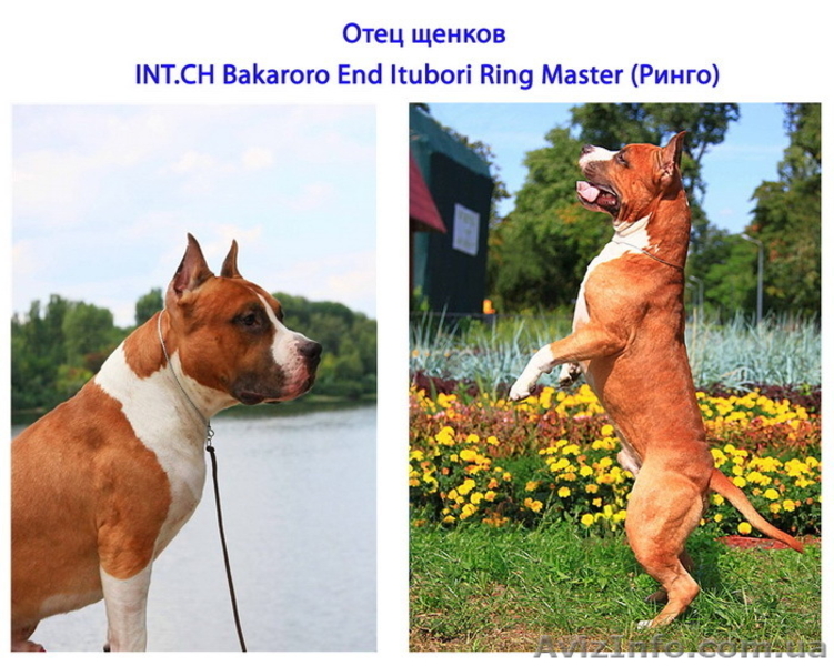 Щенок АМ.СТАФФА - НЕ ДОРОГО! - <ro>Изображение</ro><ru>Изображение</ru> #3, <ru>Объявление</ru> #242448