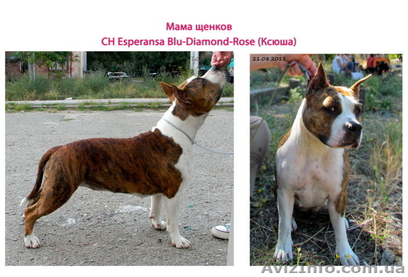 Щенок АМ.СТАФФА - НЕ ДОРОГО! - <ro>Изображение</ro><ru>Изображение</ru> #4, <ru>Объявление</ru> #242448