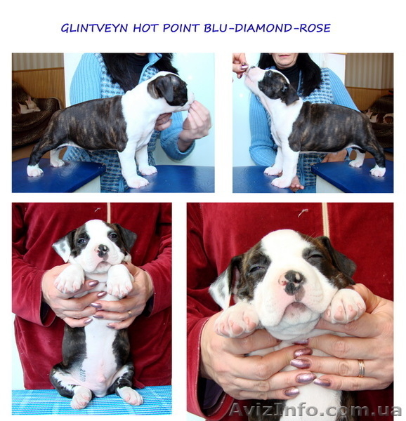 Элитные щенки американского стаффордширского терьера - <ro>Изображение</ro><ru>Изображение</ru> #5, <ru>Объявление</ru> #186689