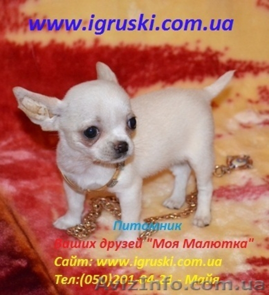 Элитные щеночки чихуахуа шоу-класса! - <ro>Изображение</ro><ru>Изображение</ru> #3, <ru>Объявление</ru> #559386