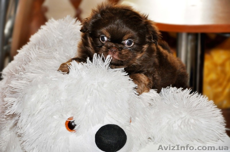 Продам щенка пекинеса, мальчик, 2 месяца - <ro>Изображение</ro><ru>Изображение</ru> #4, <ru>Объявление</ru> #535067