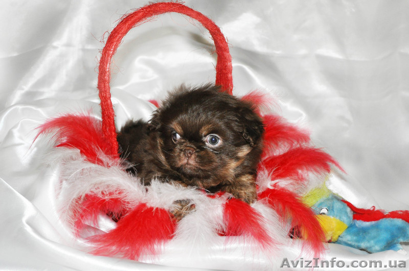 Продам щенка пекинеса, мальчик, 2 месяца - <ro>Изображение</ro><ru>Изображение</ru> #3, <ru>Объявление</ru> #535067