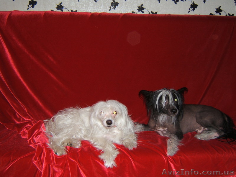 Щенки Китайской хохлатой ищут хозяев - <ro>Изображение</ro><ru>Изображение</ru> #3, <ru>Объявление</ru> #536452