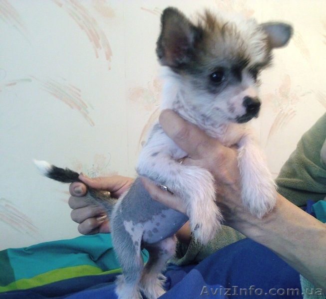 Щенки Китайской хохлатой ищут хозяев - <ro>Изображение</ro><ru>Изображение</ru> #4, <ru>Объявление</ru> #536452