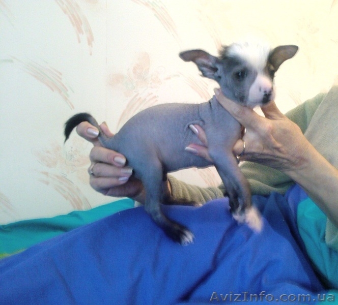 Щенки Китайской хохлатой ищут хозяев - <ro>Изображение</ro><ru>Изображение</ru> #5, <ru>Объявление</ru> #536452
