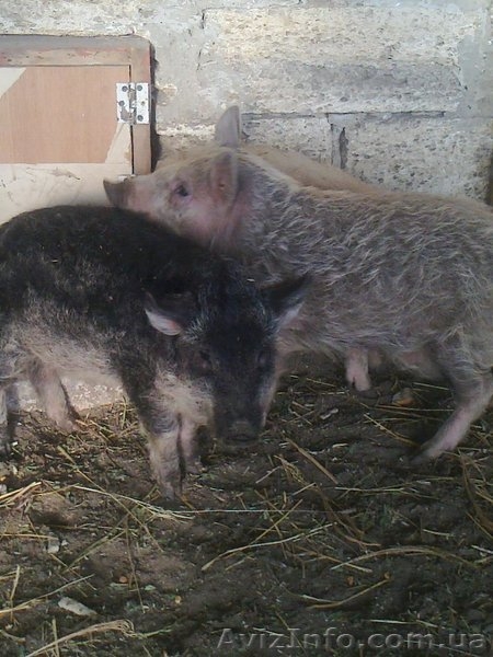 поросята породы монгал - <ro>Изображение</ro><ru>Изображение</ru> #3, <ru>Объявление</ru> #546128